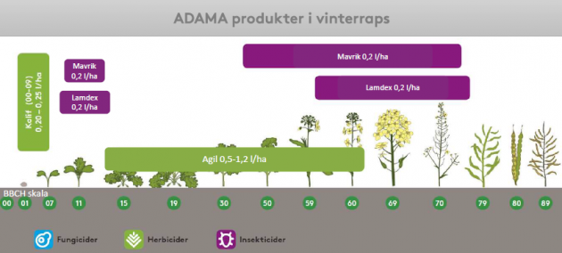 Et godt udbytte i vinterraps kræver en god start